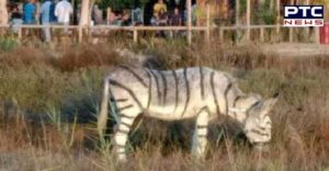 Spanish Town Two donkeys are painted like zebra