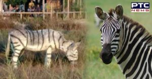 Spanish Town Two donkeys are painted like zebra