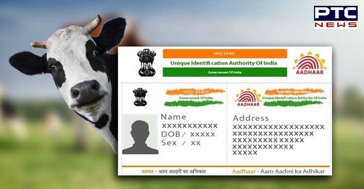 Now, Aadhaar card for cattle and buffaloes as well