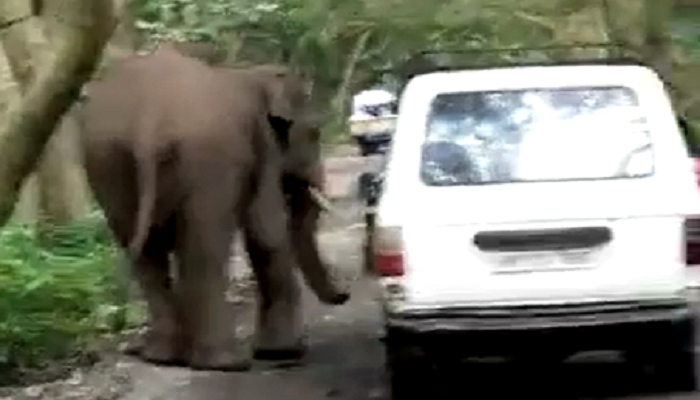 नेशनल पार्क से सड़कों पर उतरे हाथियों ने मचाया 'तांडव', देखकर भाग खड़े हुए लोग