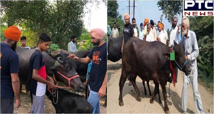 khall khalsa aid