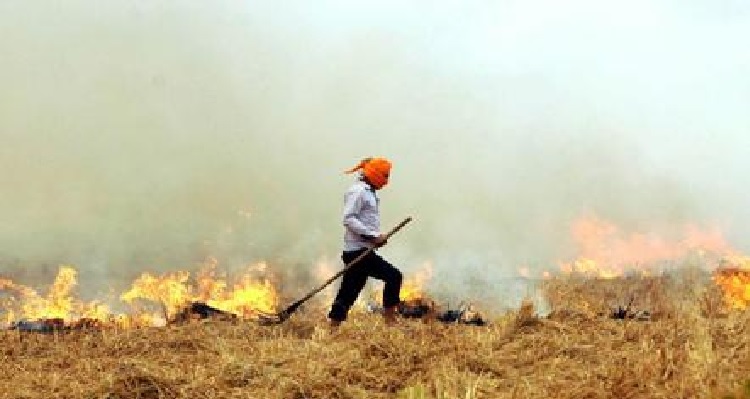 As air quality continues to dip, NASA images show stubble burning in Punjab, Haryana