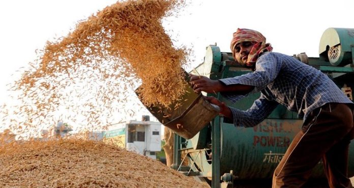 pedd paddy procurement