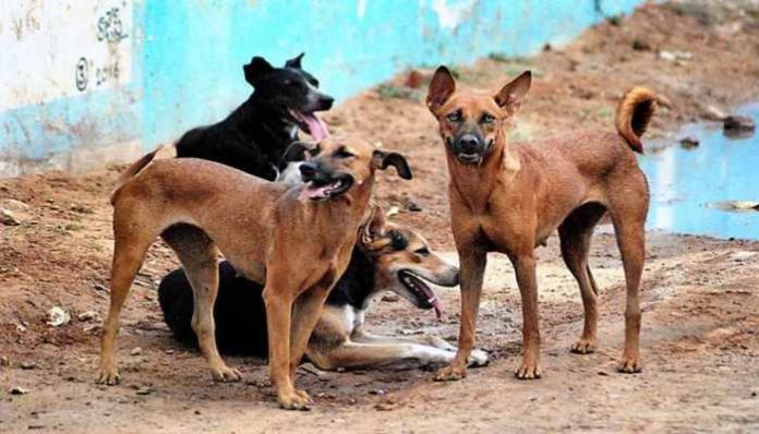 Man Sexually Assaulted Female Dog | Thane Maharashtra Animal Cruelty Man Sexually Assaulted Female Dog | Thane Maharashtra Animal Cruelty