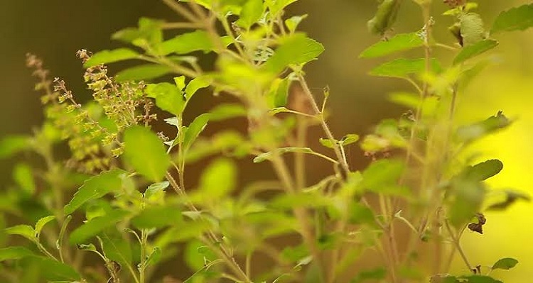 Grow Tulsi plant at home to stay healthier, breathe easier