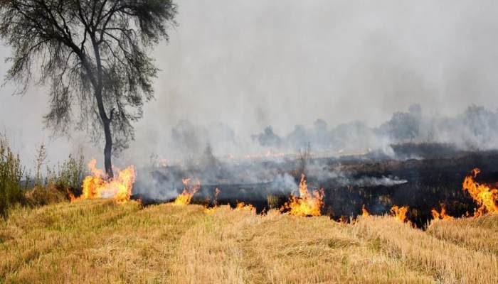 हरियाणा में कम हुई पराली जलाने की घटनाएं, सीएम ने शेयर किया डाटा