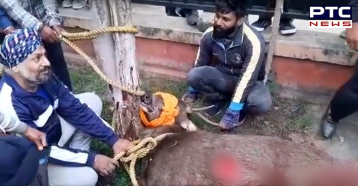 ਅੰਮ੍ਰਿਤਸਰ ਦੇ ਕੰਪਨੀ ਬਾਗ 'ਚ ਵੜਿਆ ਬਾਰਾਂਸਿੰਗਾ , ਬੜੀ ਮਸ਼ੱਕਤ ਤੋਂ ਬਾਅਦ ਕੀਤਾ ਕਾਬੂ Amritsar company Bagh Enter baranshinga , 3-4 hours After control