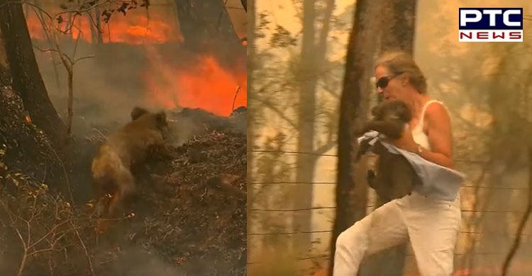 Australia: Woman risks her own life to save koala trapped in bushfire [VIDEO]