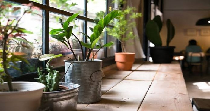 As smog smothers north India, people resort to air purifying indoor plants