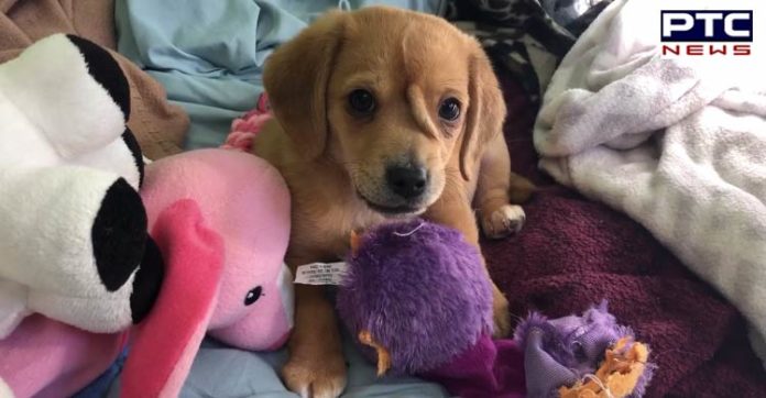 'Unicorn' puppy born with extra tail on head is ruling hearts of millions [VIDEO]