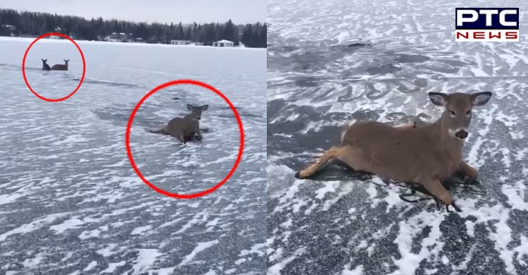 Canada: Man risks life, rescues family of deer from frozen lake [VIDEO]