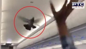 Pigeon Fly Inside flies inside Ahmedabad-Jaipur GoAir flight, Passengers Try To Catch Them
