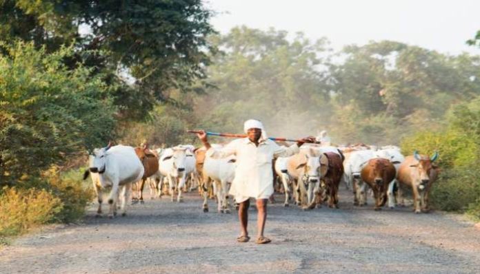 Haryana Govt Launched pilot project for cattleman Haryana Govt Launched pilot project for cattleman
