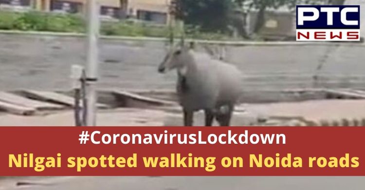 Nilgai spotted outside a popular mall in Noida, amid coronavirus lockdown