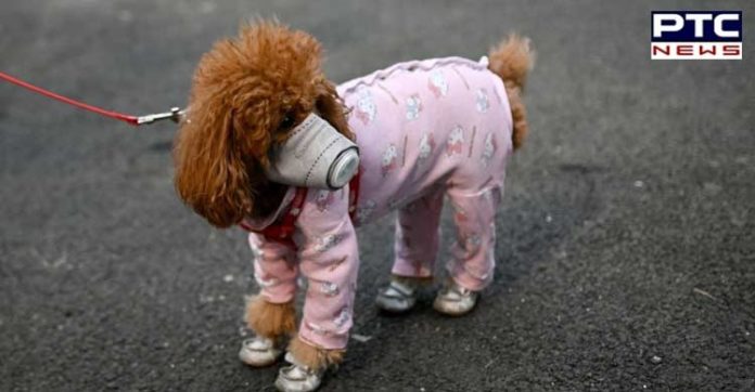 Coronavirus । Pet Dog Coronavirus । Hong Kong Coronavirus । Breaking News Coronavirus । Pet Dog Coronavirus । Hong Kong Coronavirus । Breaking News