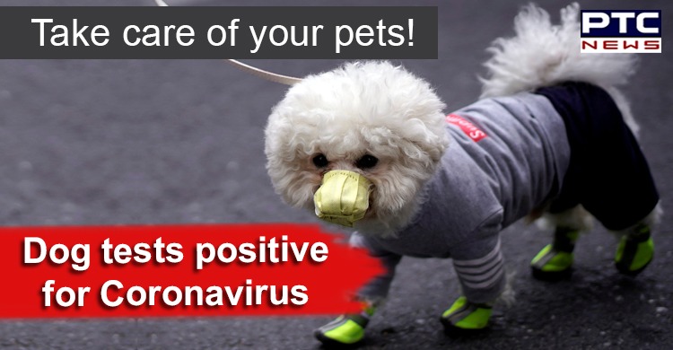 Human to animal transmission? Hong Kong dog tests positive for Coronavirus