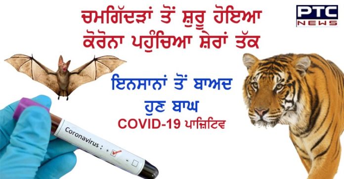 US Bronx Zoo Tiger Coronavirus Tests Positive New York City America US Bronx Zoo Tiger Coronavirus Tests Positive New York City America ਕੋਰੋਨਾ ਪਹੁੰਚਿਆ ਸ਼ੇਰਾਂ ਤੱਕ