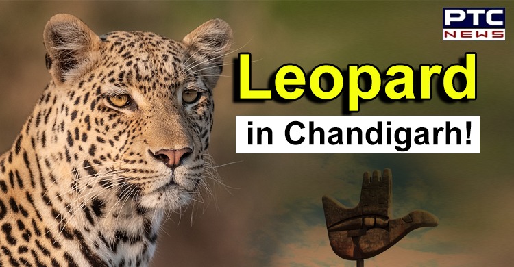 Leopard in Chandigarh! Wildlife officials ask residents to stay alert