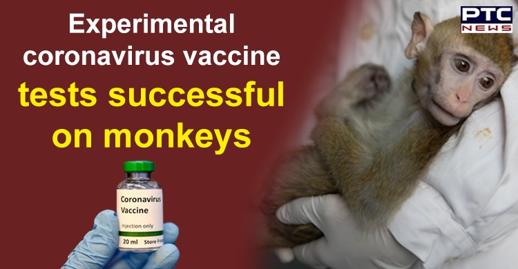 Experimental coronavirus vaccine tests successful on monkeys: Report