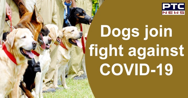 Dogs in US and UK are being trained to sniff out COVID-19