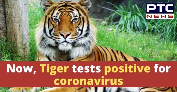 Tiger at New York's Zoo tests positive for coronavirus