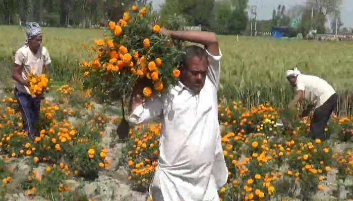 फूलों की खेती करने वाले किसानों पर पड़ी कोरोना की मार, नहीं मिल रहे खरीददार