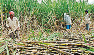 State government released Rs 169 crore for payment of sugarcane dues