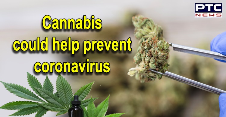 Extracts from Cannabis could help prevent coronavirus