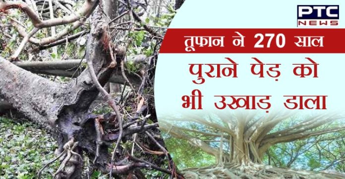 Cyclone Amphan damages world's largest Banyan tree Cyclone Amphan damages world's largest Banyan tree