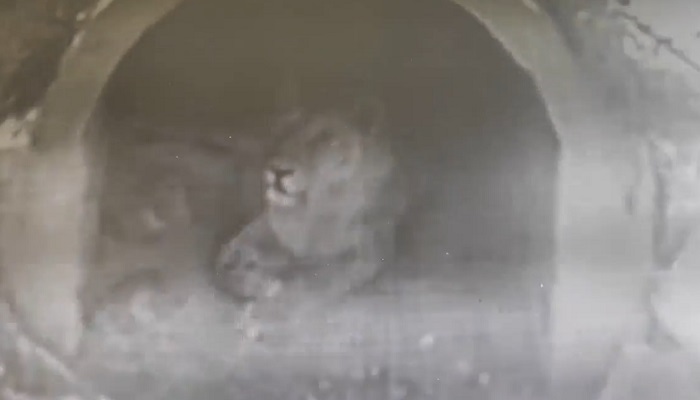 3 शावकों की मां बनी शेरनी साक्षी, सीसीटीवी से मूवमेंट पर नजर