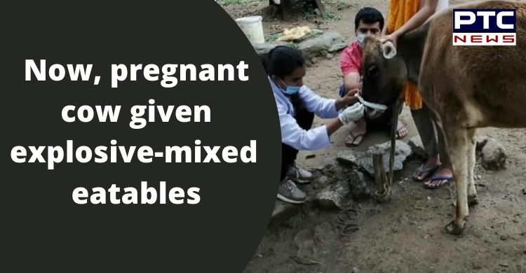 After elephant in Kerala, pregnant cow given explosive-mixed eatables in Himachal Pradesh