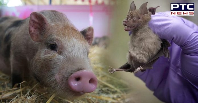 China New Swine Flu Virus Can Cause Pandemic | G4 EA H1N1 China New Swine Flu Virus Can Cause Pandemic | G4 EA H1N1