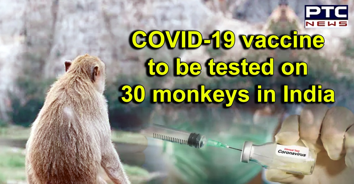 Coronavirus: NIV Pune to conduct clinical trials on 30 monkeys