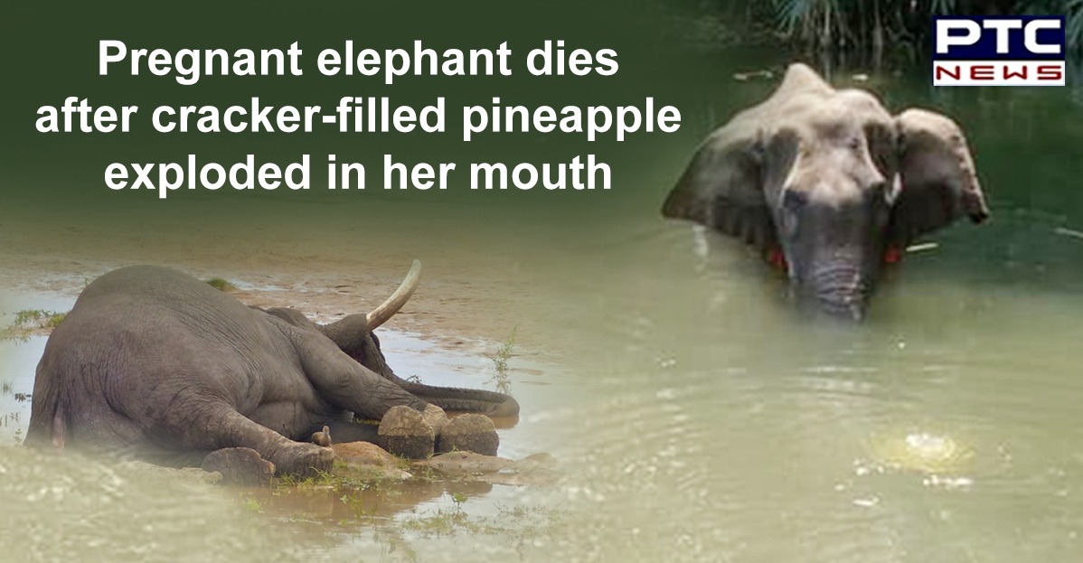 Pregnant elephant in Kerala dies after cracker-filled pineapple explodes in her mouth