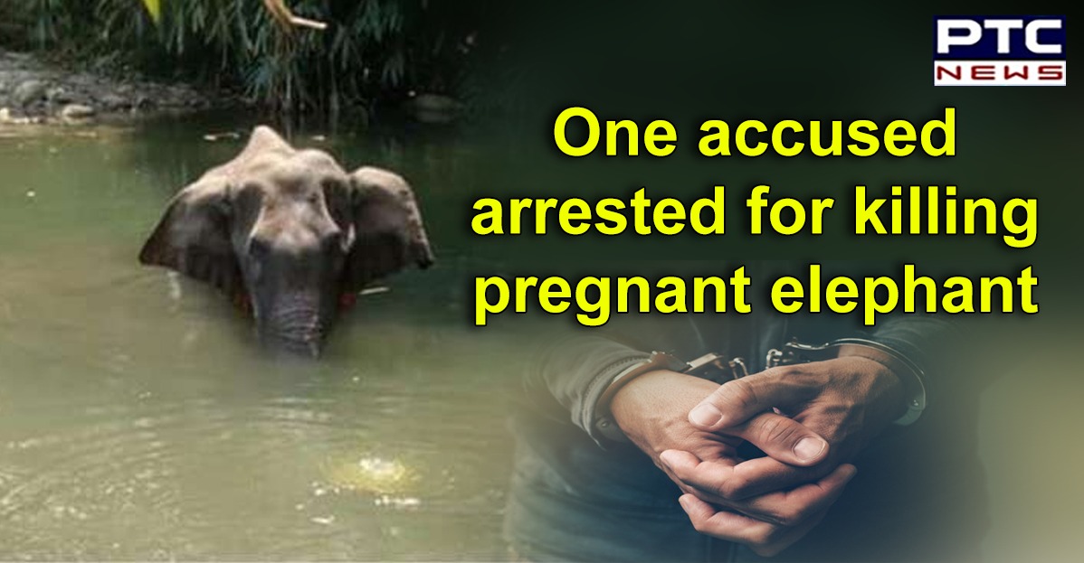 One accused arrested, in connection with death of the pregnant elephant in Palakkad