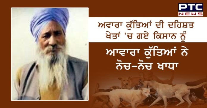 ਅਵਾਰਾ ਕੁੱਤਿਆਂ ਦੀ ਦਹਿਸ਼ਤ , ਖੇਤਾਂ 'ਚ ਗਏ ਕਿਸਾਨ ਨੂੰ ਆਵਾਰਾ ਕੁੱਤਿਆਂ ਨੇ ਨੋਚ-ਨੋਚ ਖਾਧਾ Samana: Pack of stray dogs mauls a farmer to death