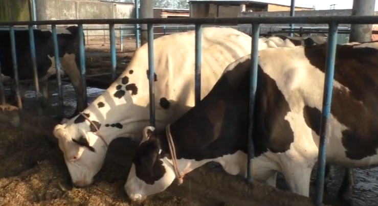 गाय का एक दिन में रिकॉर्ड 76.61 किलो दूध का उत्पादन