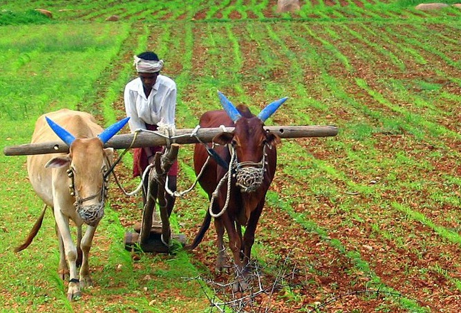 किसानों को मोदी सरकार का तोहफा, खरीफ फसलों का एमएसपी बढ़ाया