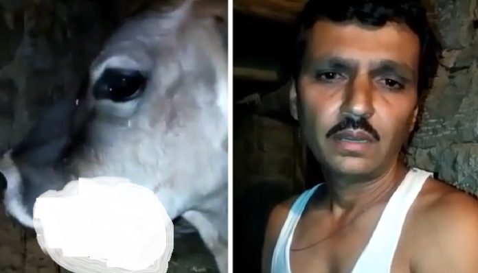 Explosive fed to pregnant cow, jaw bled | Himachal News Explosive fed to pregnant cow, jaw bled | Himachal News