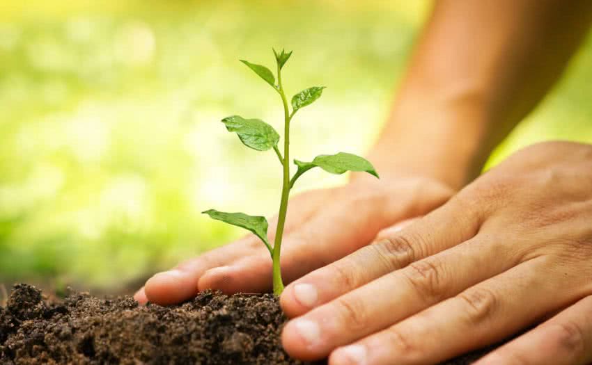 हिमाचल में इस वर्ष 1.20 करोड़ पौधे लगाने का लक्ष्य