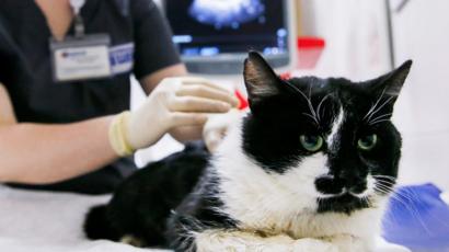 Pet cat a 'confirmed' COVID-19 animal patient in UK