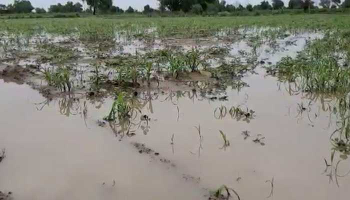 250 एकड़ फसल बरसात के चलते हुई जलमग्न, ग्रामीणों ने उपायुक्त से लगाई फरियाद