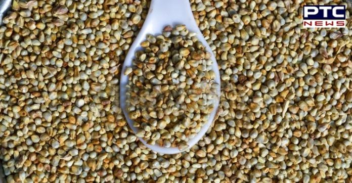 Benefits of bajra 1 Benefits of bajra l healthy food l prevent from anemia