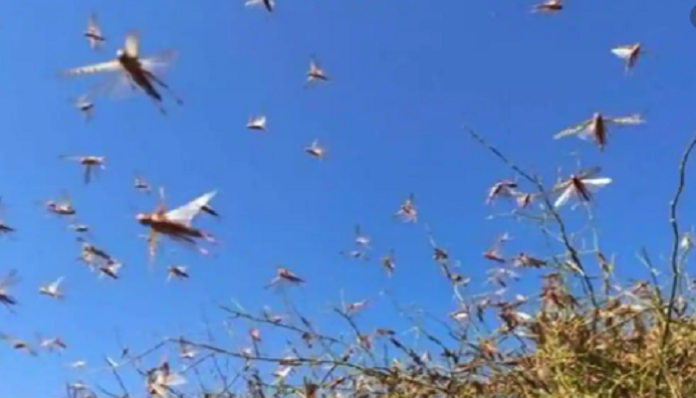 Haryana Government sought report of loss from locust attack (2) Haryana Government sought report of loss from locust attack