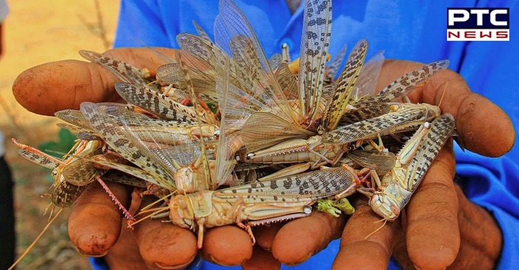 India should remain on high alert against locust attack, says FAO