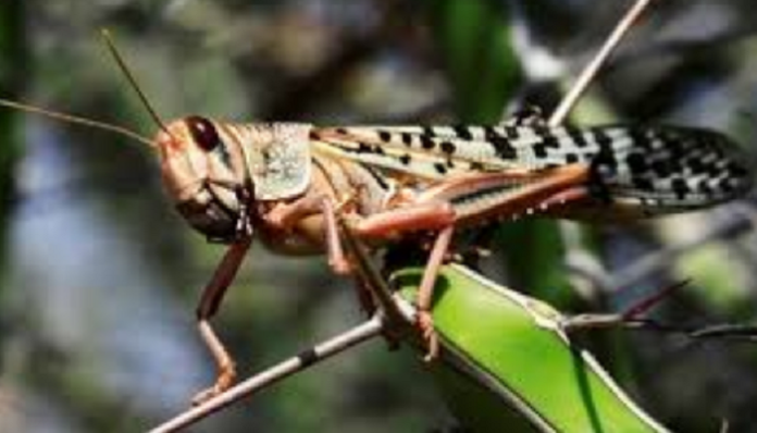 Locust will continue to attack this year says JP Dalal (2) Locust will continue to attack this year says JP Dalal (1)