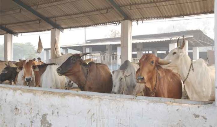 Efforts on to make Himachal stray cattle free state Efforts on to make Himachal stray cattle free Himachal