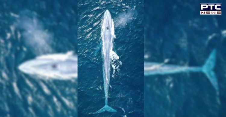 Blue whale spotted in Sydney coast for third time in over 100 years
