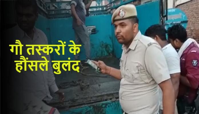 Cow smugglers fired on Gau Raksha Haryana News in Hindi (1) Cow smugglers fired on Gau Raksha Haryana News in Hindi (1)
