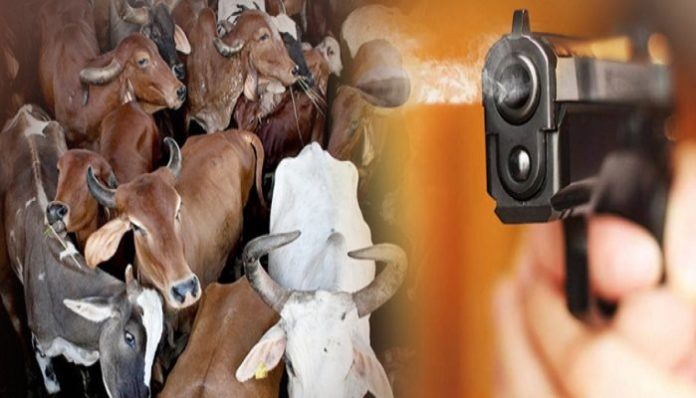 Cow smugglers firing on police team (1) Cow smugglers firing on police team | Crime News Haryana